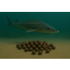 Boilies - JESETER - Black Halibut so syrom - Ø 20 mm 1 kg