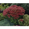 Sedum HERBSTFREUDE HIGH LARGE 2L (Sedum HERBSTFREUDE HIGH LARGE 2L)