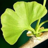 GINKGO DVOJLALOČNÉ (GINKGO BILOBA) - 3 SEMIENKA