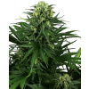 Sensi Seeds Semená kanabisu Honey Melon Kush Feminizované, 3-10 ks 5 ks