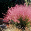 Muhlenbergia capilaris Výnimočná tráva ako bavlnená vlna (Muhlenbergia capilaris Výnimočná tráva ako bavlnená vlna)