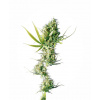 Sensi Seed Bank Sensi Seeds Durban Balenie: 10