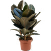 Ficus elastica 