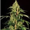 The Bulldog Jack Herer neobsahuje THC 5 semen