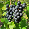 Zilga Vine Dark Processing Strong Group 1L (Zilga Vine Dark Processing Strong Group 1L)