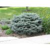 Picea pungens glauca globosa AKCIA