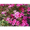 Plamienka šidlovitá Scarlet Flame - Phlox subulata Scarlet Flame (kontajner
