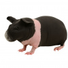 Morča domáce skinny - Cavia porcellus