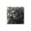 BIO Paprika na vrúbľovanie Scarface F1 - Capsicum annuum - predaj bio semien - 5 ks