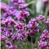 Verbena bonarensiensis LOLLIPOP C1