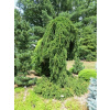 Picea abies Inversa pendula 20-30cm