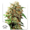 Mazar Feminizované Semená - 5