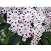 Okrasné byliny biele sadenica v kontajneri 2-3l