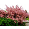 Tamariszek Rubra Tamarix Ramosissima Rubra (Tamariszek Rubra Tamarix Ramosissima Rubra)