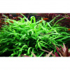 Microsorum pteropus 'Trident'