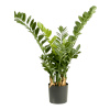 Zamioculcas smaragd Tuft 90 cm
