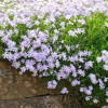 Phlox subulata 'Emerald Cushion Blue' (Flox šidlolistý 'Emerald Cushion Blue')