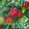 Jabloň Jonagored, skorá zimná, kont. Malus domestica 'Jonagored'
