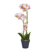 Butlers FLORISTA Orchidea v kvetináči 51 cm – sv. oranžová