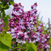 Orgován obyčajný (Syringa vulgaris ´Katherine Havemeyer´) veľkosť 25-40cm