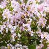 Myrta krepová - Lagerstroemia indica ´With Love Babe´- 20/30cm