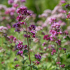BIO Pamajorán obyčajný - Origanum Vulgare - bio semená - 700 ks