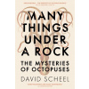 Many Things Under a Rock