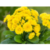 Prvosienka Pollyanna Fresh Lemon - Primula polyanthus Pollyanna Fresh Lemon
