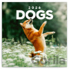 NOTIQUE Poznámkový Psy 30 x 30 cm 2026