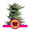 Royal Queen Seeds Shining Silver Haze Balenie: 10