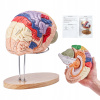 Model ľudského mozgu VEVOR Anatomický