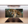 Panel do kuchyne Tiger na strome 100x50 cm
