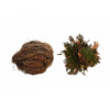Lucky Reptile Rose of Jericho rastliny 50 g