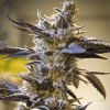 High Speed Buds - Ghost Train OG Auto 1 ks - Semená neobsahujú THC