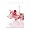Foto obrázok na sklenenej vertikálnej ružovej orchidee 70x100 (Foto obrázok akrylové sklo ružové orchidey 70x100cm)