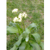 Cesnak medvedí (Allium ursinum)