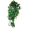 Komodo Philodendron Plant 30 cm