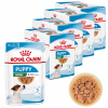 Royal Canin Mini Puppy vlhké krmivo pre psov šteniatka malých plemien 48x85 g