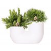 Rhipsalis mix 21x20 cm Kolibri in Tube White