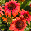 Echinacea purpurea ´Sombrero Flamenco Orange´
