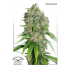 Dutch Passion OutLaw Amnesia Balenie: 10
