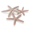 biOrb Star Fish Decor set natural 12, 10 a 8 cm