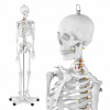 Anatomický model ľudskej kostry 176 cm + Pla