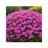 Phlox subulata 'Atropurpurea'