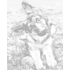 ZUTY Bodkovanie - ŠTENIATKO OVČIAKA Rámovanie: vypnuté plátno na rám, Rozmer: 40x50 cm