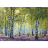 RAVENSBURGER Puzzle Březový les Birkenwald, Francie 1000 dílků
