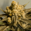 High Speed Buds - Critical Glue #4 Auto 3 ks - Semená neobsahujú THC