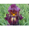 Kosatec nemecký Attention Please - Iris germanica Attention Please (kontajn