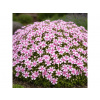 Phlox subulata 'Kimono Pink-White'