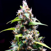 Doctor´s Choice Semená Sour Puffs Photo Feminized 5 ks